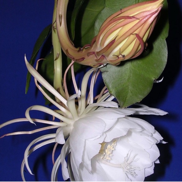 Queen of the Night- Epiphyllum Vibrant Green Plant Cuttings - Picture 2 of 3